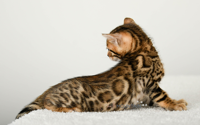 Bengal kitten for sale